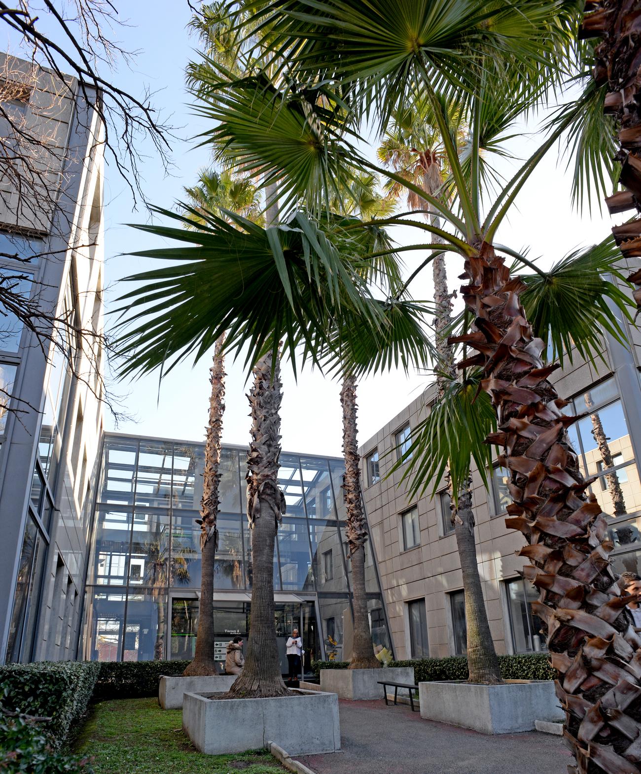 Palmiers du patio de l'immeuble de bureaux Twins 1
